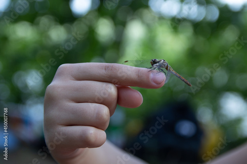 dragonfly sitting on the index finger of a girl 