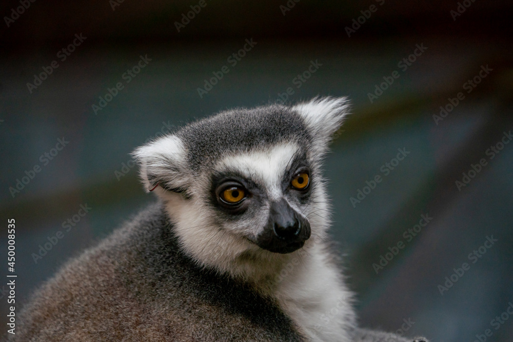 Ring Tailed Lemur Close up