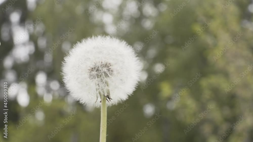 Close macro view of to dandelion white flower green stems in focus and blurry background during spring. blow wish wild flower Close macro view of to dandelion white flower green stems in focus and blurry background during spring. blow wish wild flower