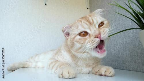 Red Scottish fold cat eats plants indoors. Pet biting green houseplant at home. Kitten chow down on plants. Concept of protection of house plants from pets, teaching cats not to gnaw plants. photo