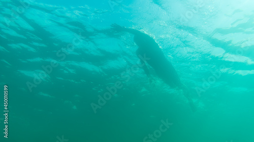 Fototapeta Naklejka Na Ścianę i Meble -  Silhouette of an athlete swimming in beautiful blue water