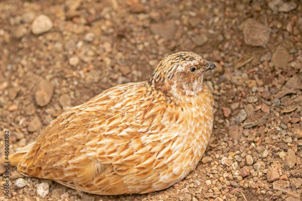 Small brown game bird, the common quail (Coturnix coturnix) also known as the European quail resting and taking sand bath Small brown game bird, the common quail (Coturnix coturnix) also known as the European quail resting and taking sand bath