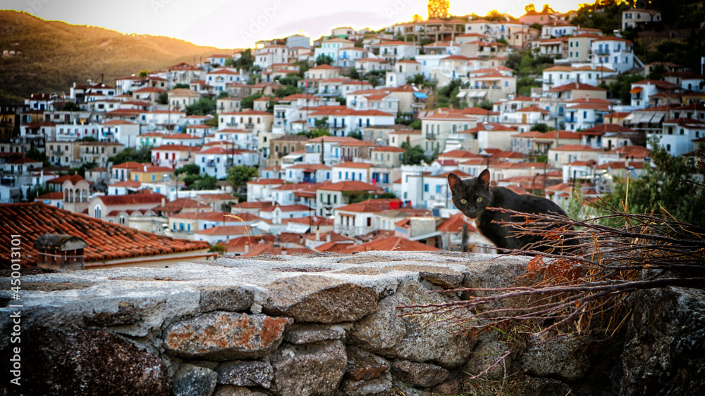 kot na murze w greckim miasteczku