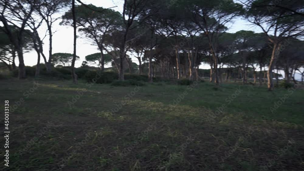 Solo traveller blogger woman spending time in nature of pine forest near ocean sea using laptop computer to write new post for her followers. Self entrepreneur taking care of online business remotely
