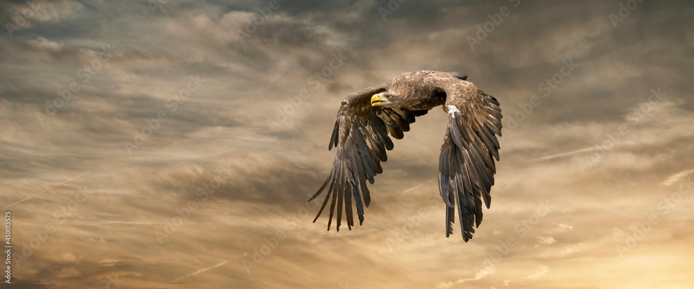 Obraz premium European sea eagle flying in an impressive yellow gold sky with. Bird of prey in flight. Flying birds of prey during a hunt. Social media, web banner of cover