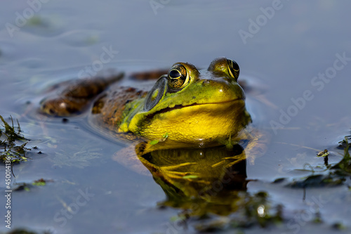 Green frog .Natural scene from Wisconsin state conservation area.