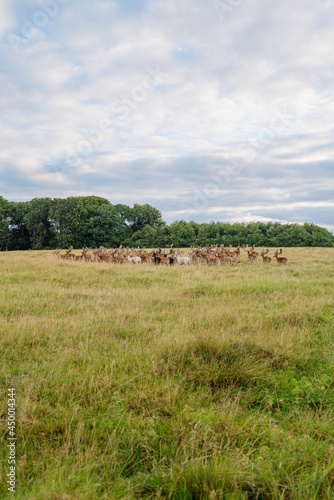 Deer colony in Dyrehaven park
