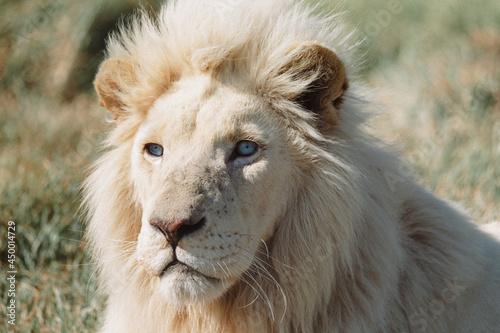 Slika na platnu Close up headshot of Africa White Lion