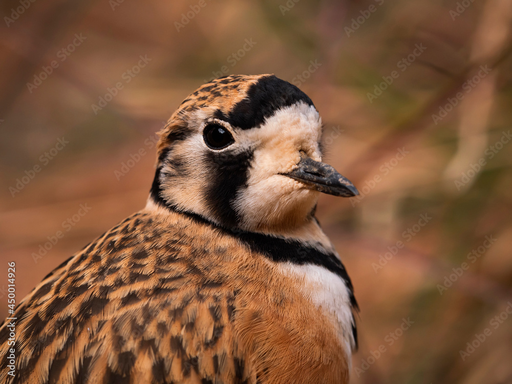 Fototapeta premium Inland Dotterel portrait