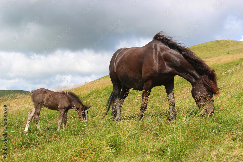 mountain landscape with clouds and horses, horse mother with a small foal grazing in the mountains to pasture, baby foal with mother 