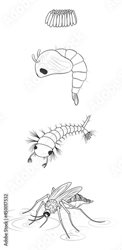 Life stage of Mosquito in doodle style on white background