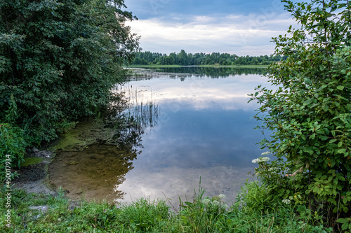 The shore of a large pond overgrown with bushes on a summer day.