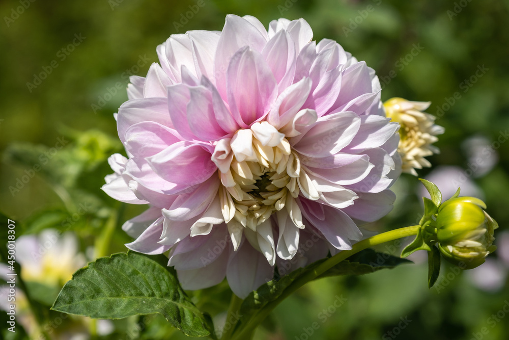 A large flower with pale pink petals on a green blurry background.
