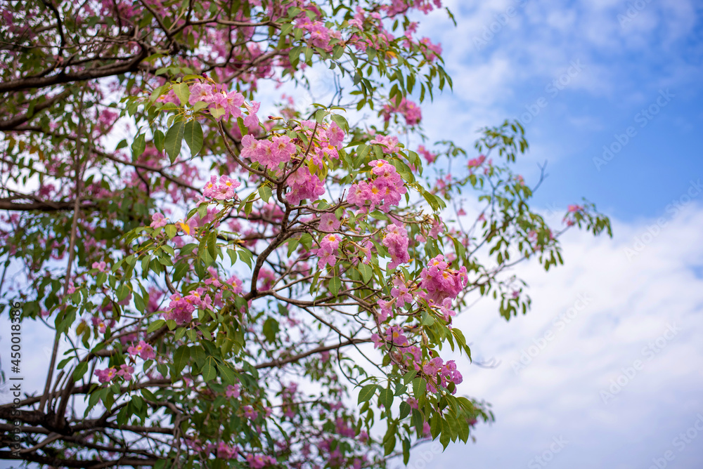 Tabebuia rosea tree flower Tabebuia rosea tree flower