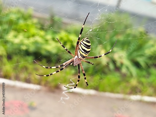 Spider Argiope sits on its web
