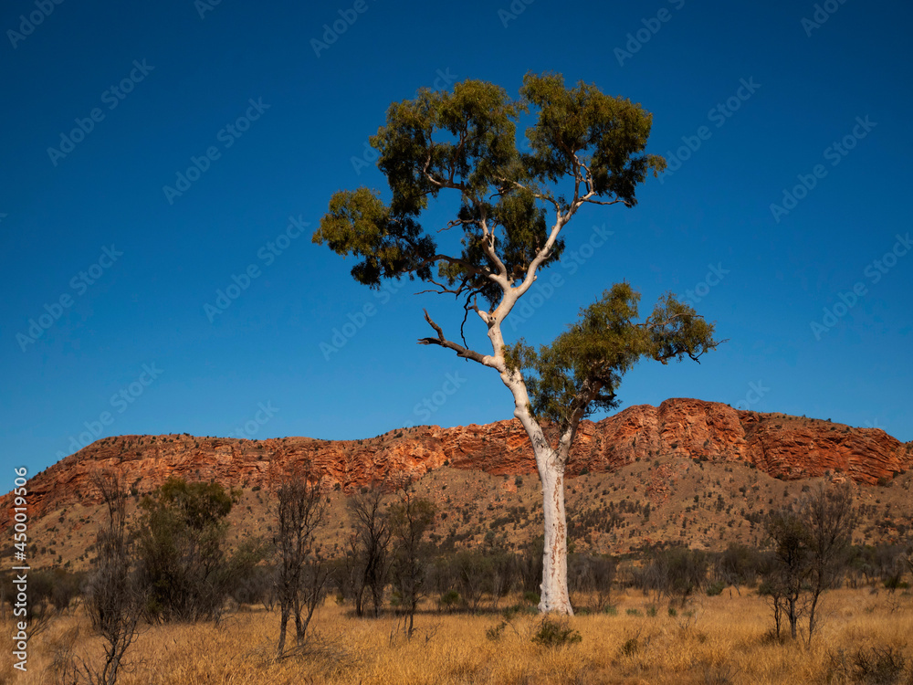 Ghost Gum tree in Central Australia Ghost Gum tree in Central Australia