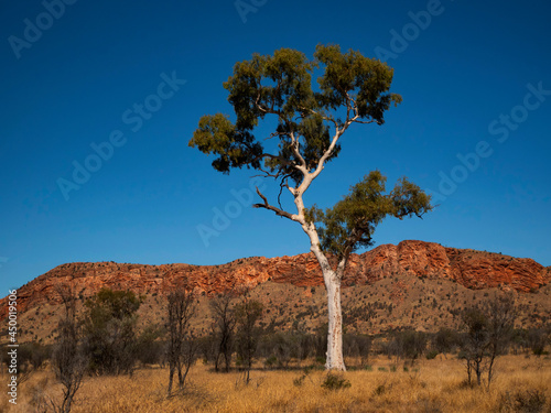 Ghost Gum tree in Central Australia photo