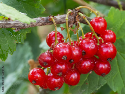 Bunches of red currants, close-up. Ripe red berries.