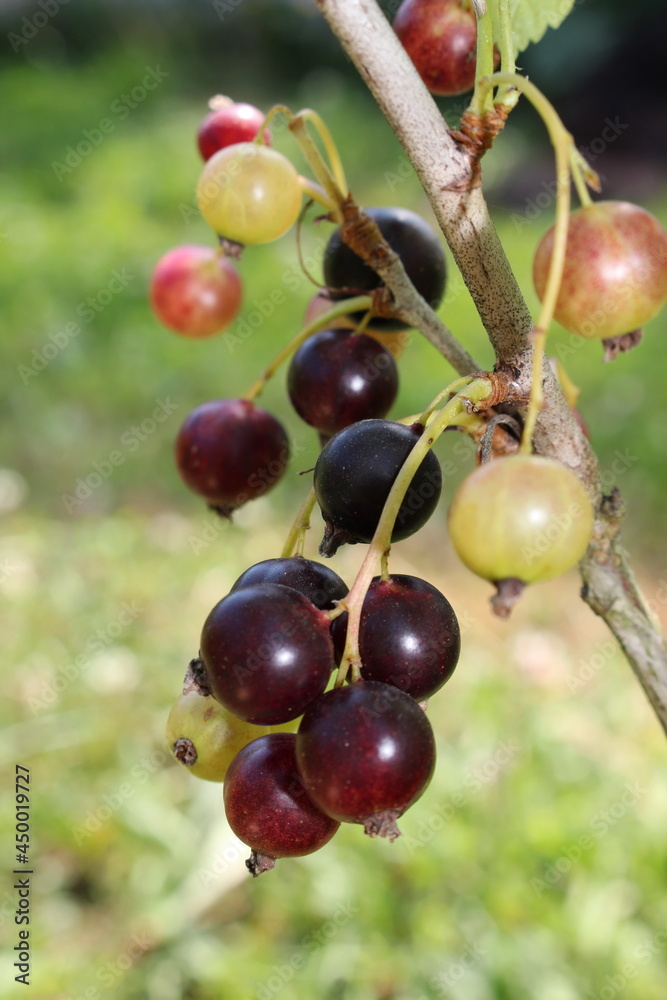 beautiful black currant growing on a green bush in the garden beautiful black currant growing on a green bush in the garden