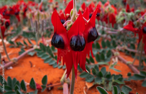 Sturt Desert Pea flowers