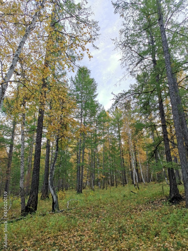 Fototapeta premium forest in autumn