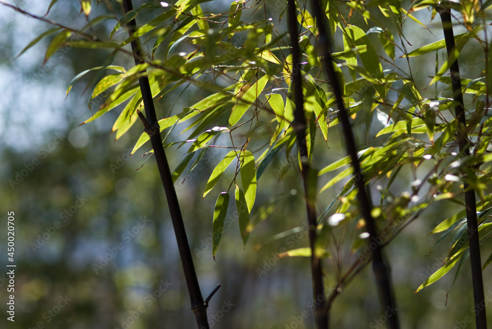 Fototapeta premium bamboo leaves