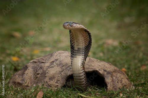 Dangerous brown king cobra is ready to strike his prey.