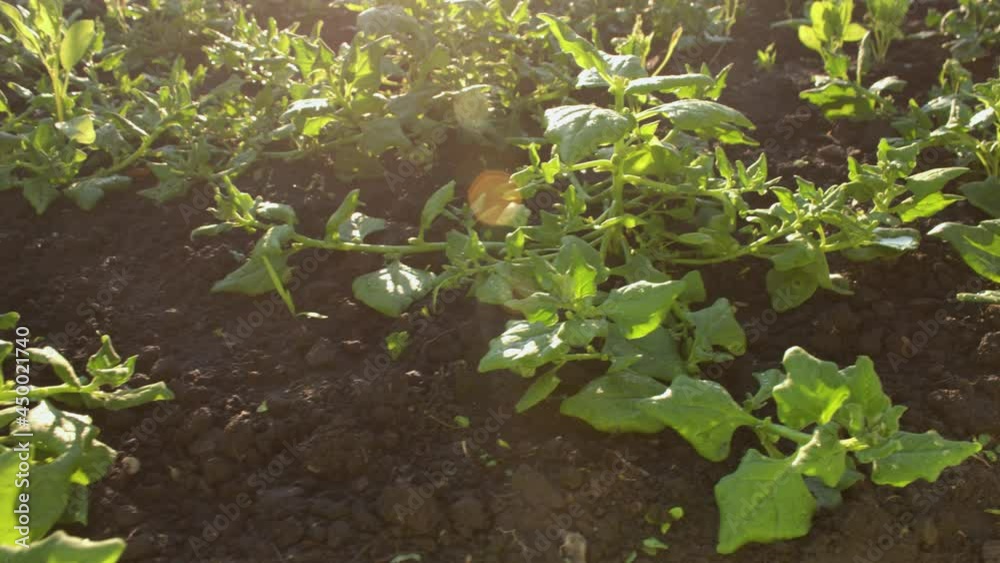 Harvesting spinach. Close-up. Spinach growing in open ground. A woman's hand in a glove picks off a leaf of young fresh spinach. Harvesting spinach. Close-up. Spinach growing in open ground. A woman's hand in a glove picks off a leaf of young fresh spinach.