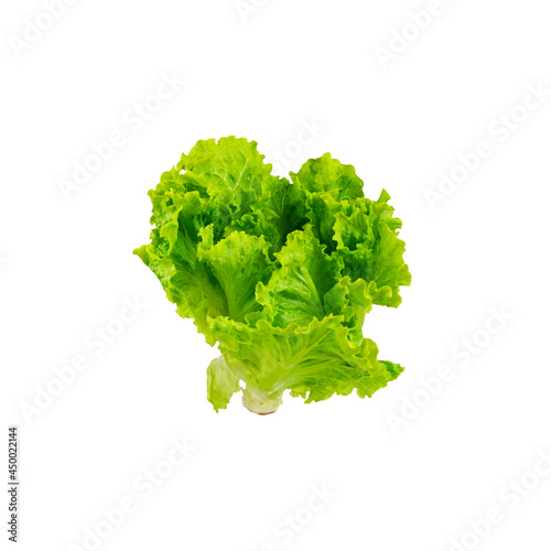 Fresh lettuce isolated on a white background