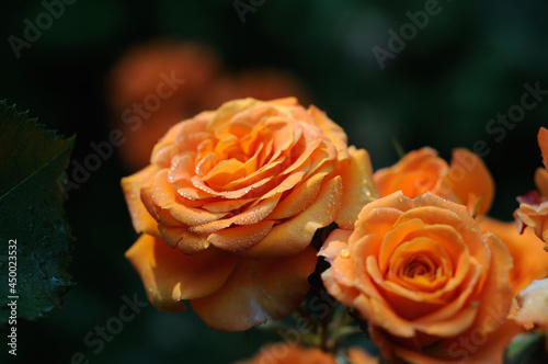 Orange rose with dew drops in the morning garden closeup. Shallow depth of field