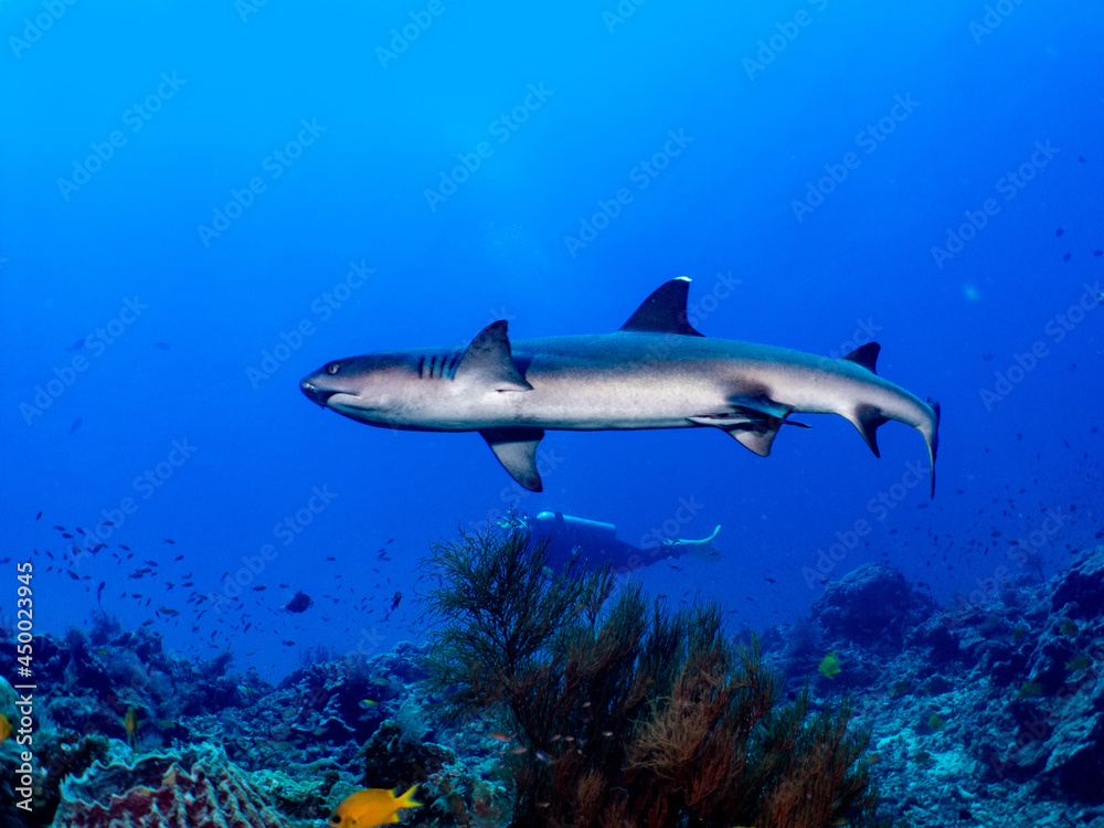 Whitetip shark swim on reef with scuba diver. Whitetip shark swim on reef with scuba diver.