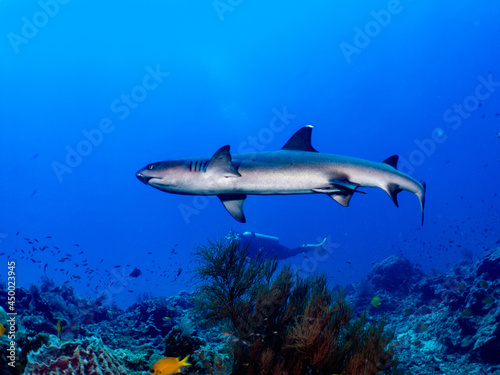 Whitetip shark swim on reef with scuba diver.