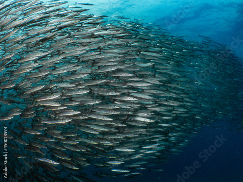 Shoool of Barracuda fish in middle blue.