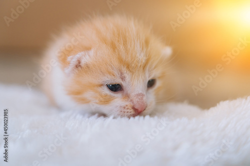Newborn baby red cat sleeping on funny pose. Group of small cute ginger kitten. Domestic animal. Sleep and cozy nap time. Comfortable pets sleep at cozy home. Selective focus