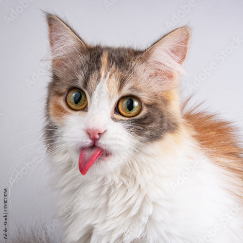 Funny fluffy forest cat bright color isolated on the white background