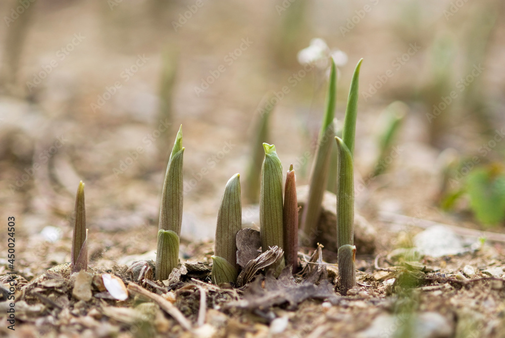 Fototapeta premium new life in spring