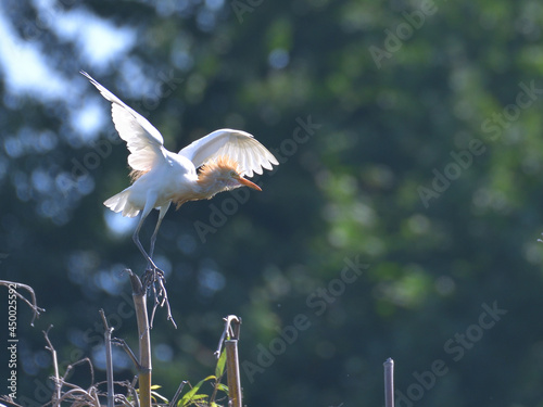 Cattle egret about to take off