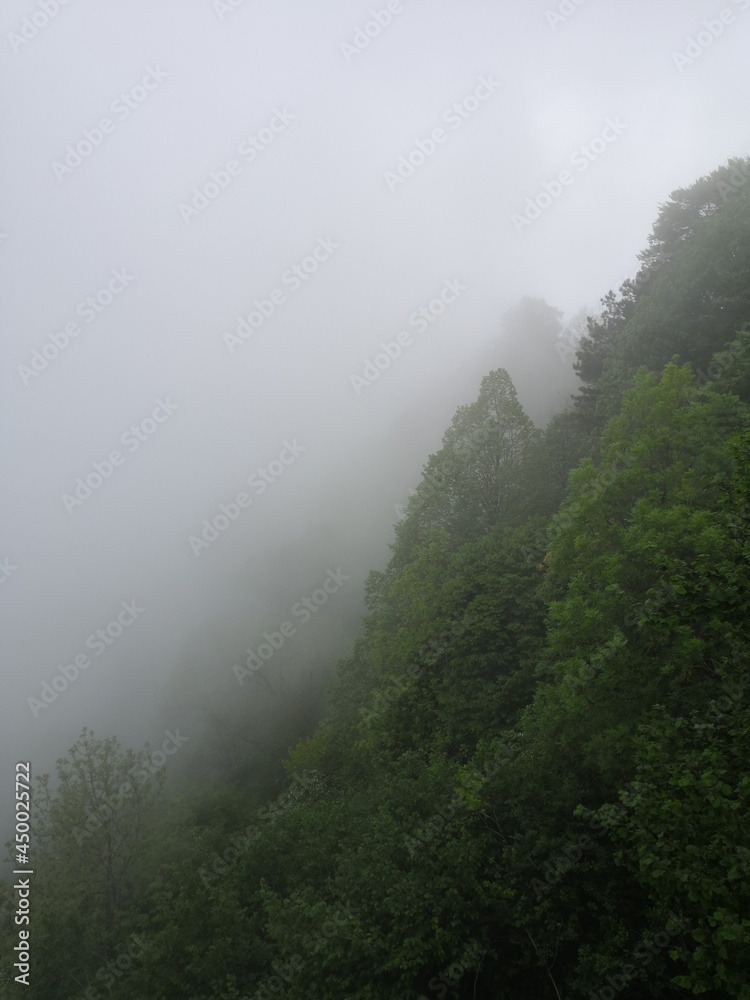 fog in the forest