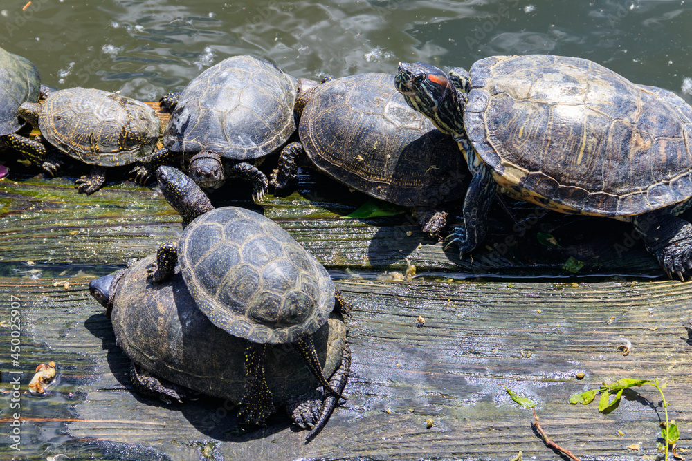 Fototapeta premium European pond turtle (Emys orbicularis)