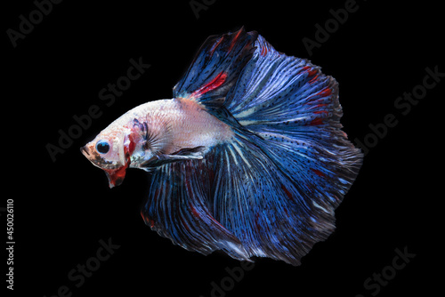 Beautiful colors "Halfmoon Betta" capture the moving moment beautiful Fighting fish siam betta fish in thailand on black background
