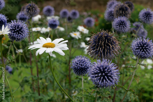 Flowerbed of purple echinops and white and yellow daisies with foliage