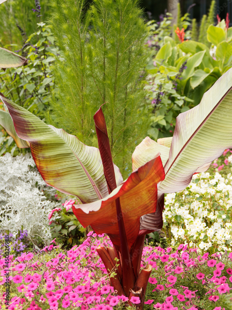 Bananier rouge Ensete ventricosum maurelii Bananier d'Abyssinie