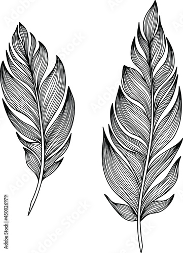 Vector feathers collection. Hand drawn isolated on white background vector set. Vintage art illustration