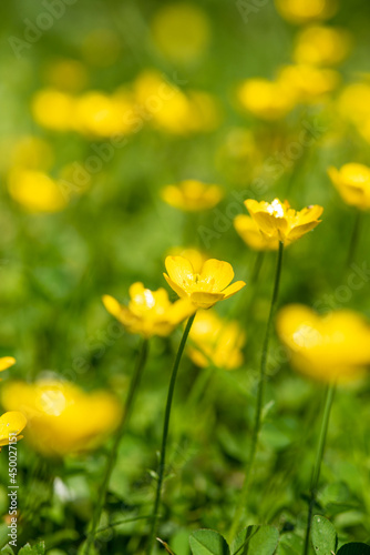 Buttercups Background © 26max