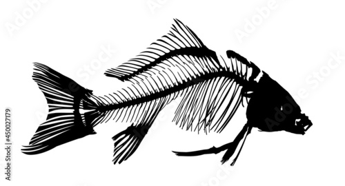 The Silhouette of river carp skeleton.