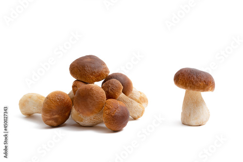 Group of brown cap Boletus Edulis isolated on white background. Edible mushrooms in the kitchen. Nobody