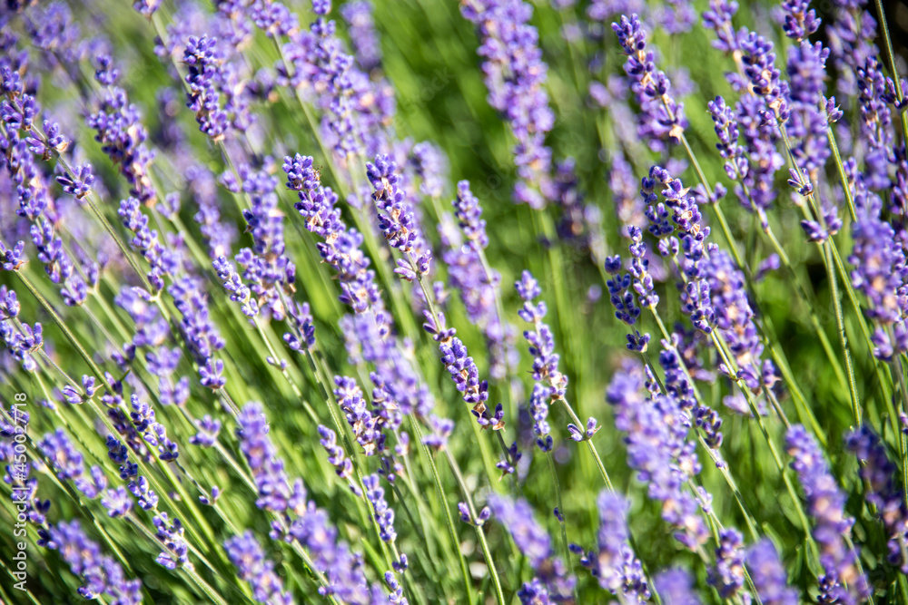 Obraz premium Garden with the flourishing lavende
