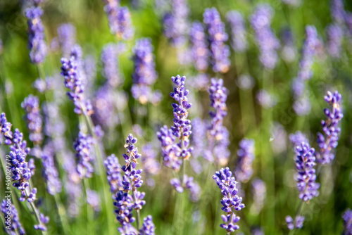 Garden with the flourishing lavende © 26max