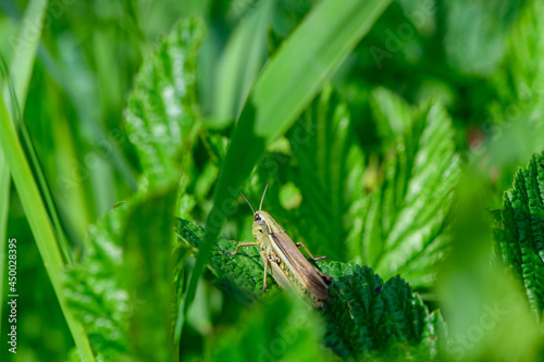  Chorthippus montanus, water meadow grasshopper in the austrian region waldviertel photo