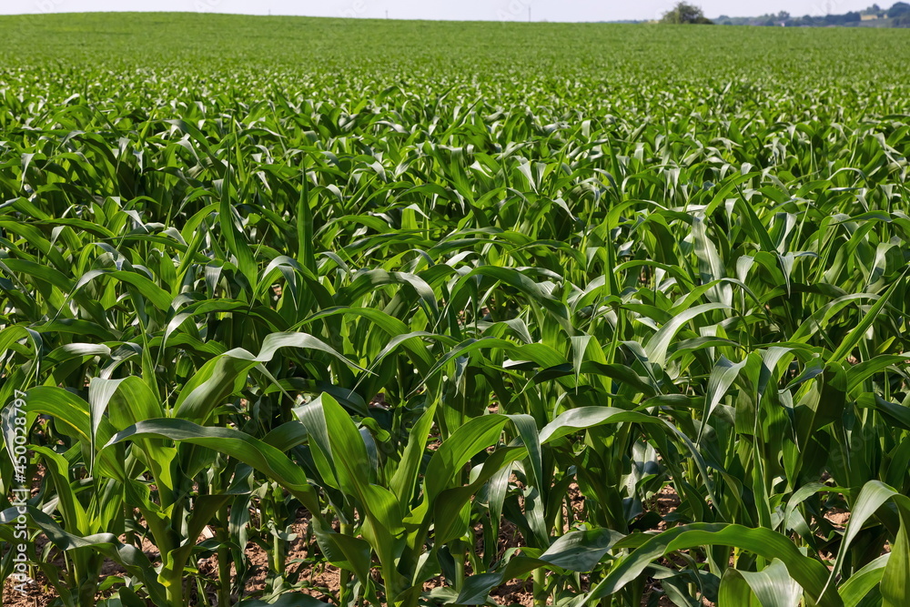 Corn field. Sprouts grow in rows, the future harvest on the farm. Summer, sunny weather. Corn field. Sprouts grow in rows, the future harvest on the farm. Summer, sunny weather.